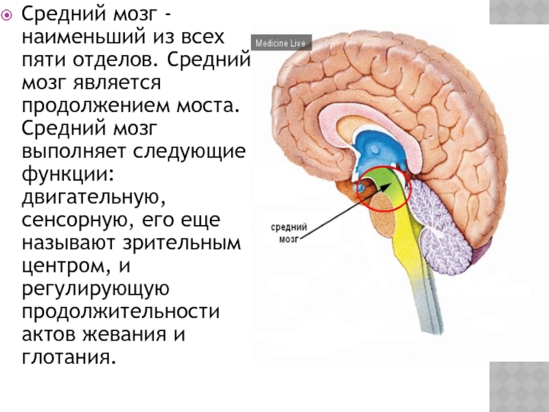 Средний мозг фото