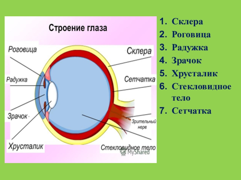 Строение роговицы рисунок. Строение глаза радужка оболочка. Строение глазного яблока склера. Строение глаза радужка хрусталик. Строение глаза роговица радужка.