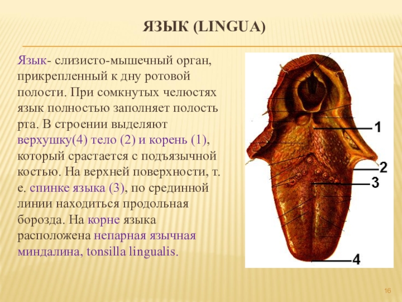 3 части языка. Язык анатомия строение. Анатомические структуры языка.