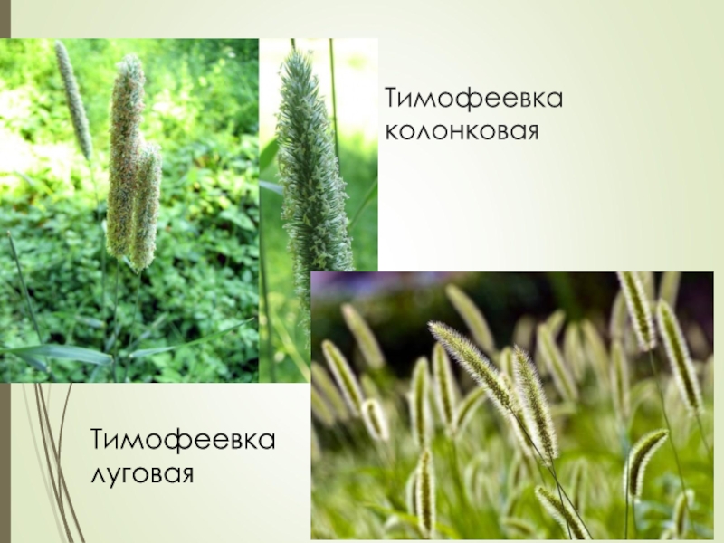 Трава тимофеевка фото и описание