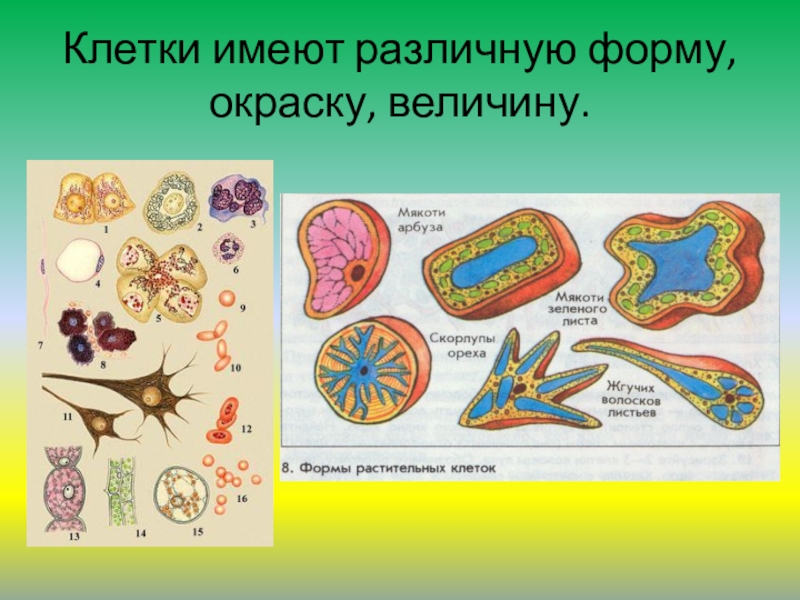 Клетка имеет. Величина и форма клеток. Разнообразие клеток растений. Разнообразие форм клеток. Разнообразие животных клеток.