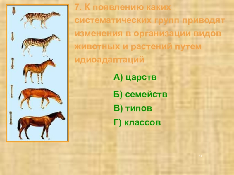 Появлению какой. Появление систематических групп. Урок по биологии в 11 классе типы эволюционных изменений.. Появление нового вида животного. Направление эволюции каждой систематической группы.