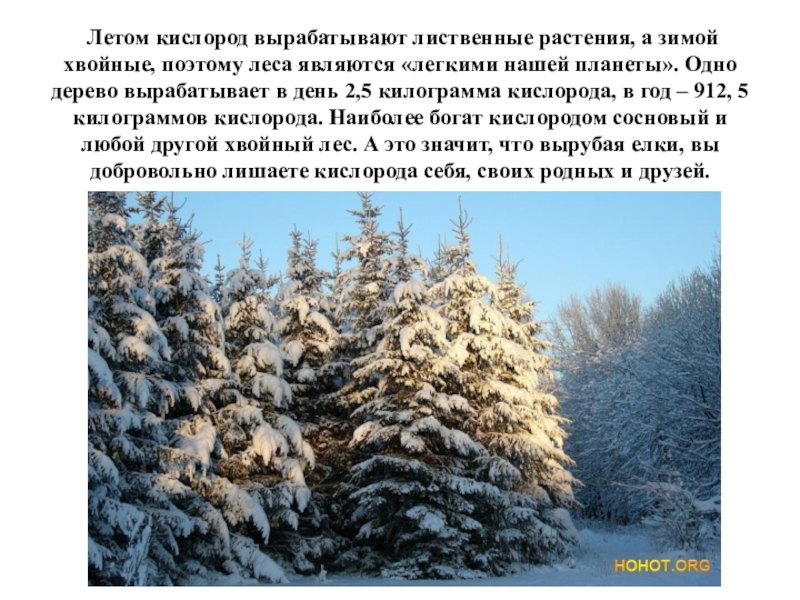 Описание природы зимой 6 класс. Елбанские Ельники Маслянинский район. Зимняя ель. Елка в лесу.