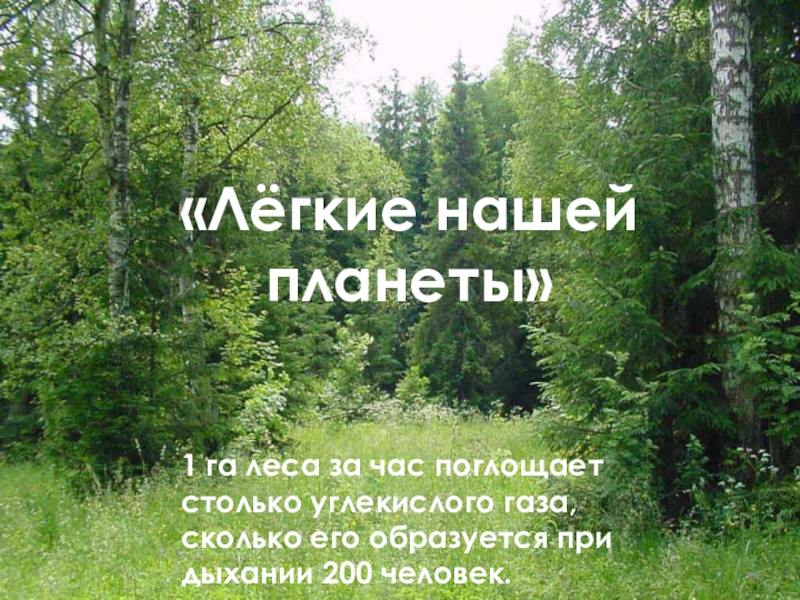 Жизнь леса 4 класс окружающий мир. Россия легкие планеты. Лес легкие нашей планеты доклад. Охрана природы. Лес легкие планеты. Лёгкие планеты это какие леса.