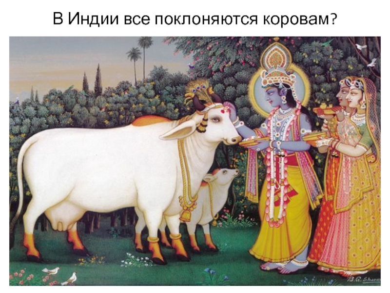 В Индии все поклоняются коровам?