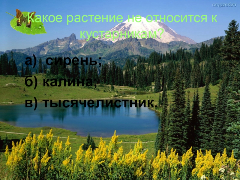 Какое растение не относится к кустарникам?а) сирень;б) калина;в) тысячелистник.