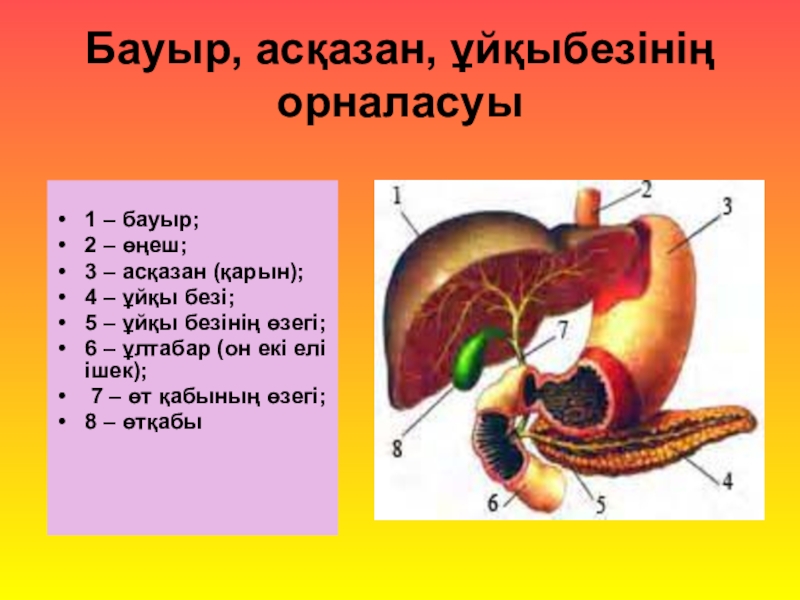 Адам анатомиясы презентация