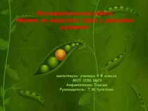 Исследовательская работа по теме: Можно ли вырастить горох в домашних условиях