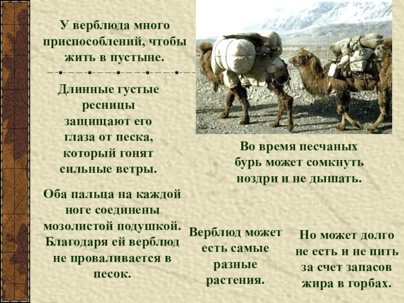 Верблюды описание. Черты приспособленности к среде обитания верблюда. Верблюд приспособление к среде обитания. Верблюд черты приспособленности к среде. Приспособления верблюда.