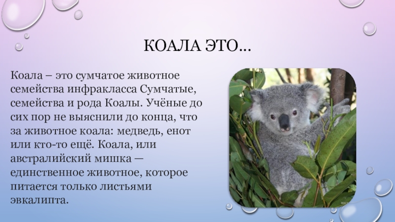 Коала проект 3 класс