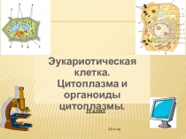Презентация по биологии в 10 классе: Эукариотическая клетка. Цитоплазма и органоиды цитоплазмы.