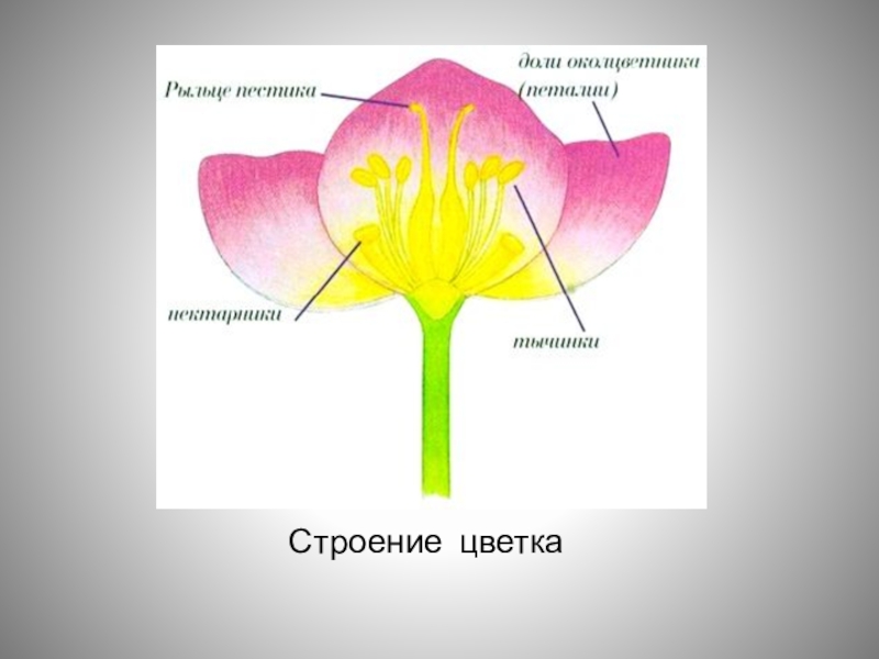 Строение 4 цветов. Модель строения цветка. Макет строения цветка. Модель цветка в разрезе. Модель цветка по биологии.