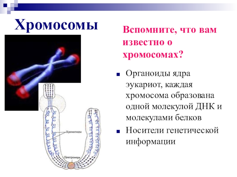 Каждая хромосома состоит. Из чего состоит хромосома. В ядрышках образуются хромосомы.