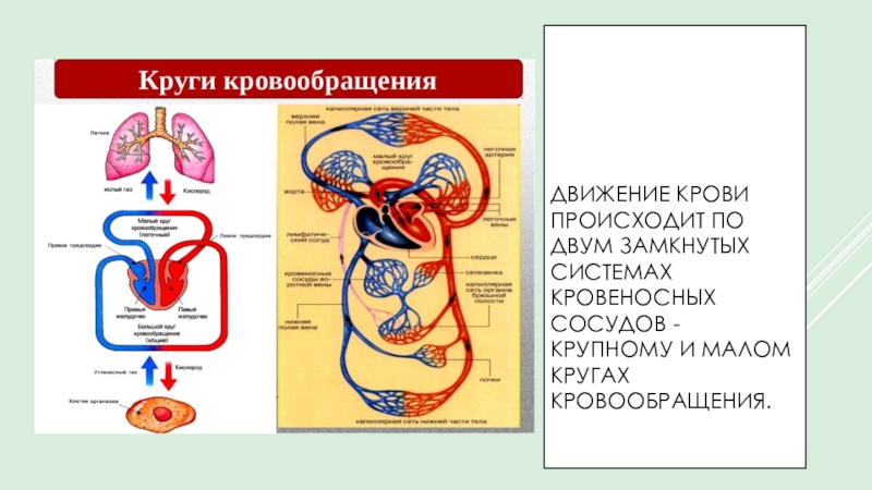 Движение крови биология 8 класс