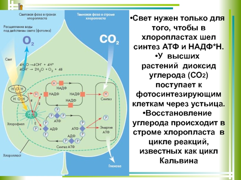 Синтез атф световая фаза