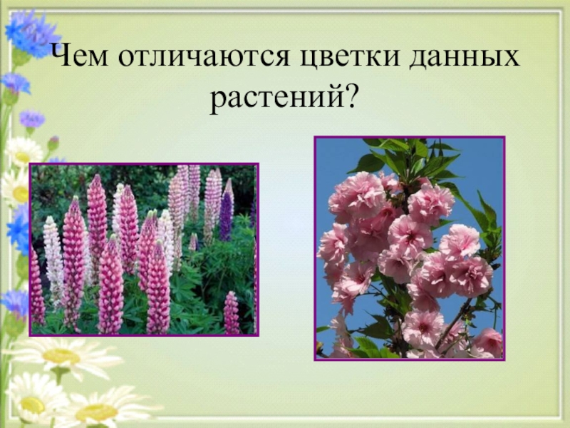 Данных растений. Функции соцветия. Роль соцветий в природе. Источник информации о растениях. Чем отличаются разница цветов.