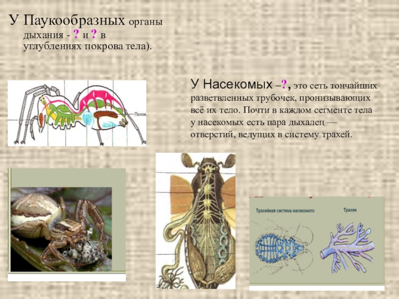 Дыхательная система паукообразных. Класс паукообразные дыхательная система. Дыхательная система паукообразных 7 класс. Органы дыхания паукообразных 7 класс. Дыхательная система паукообразных 7 класс таблица.