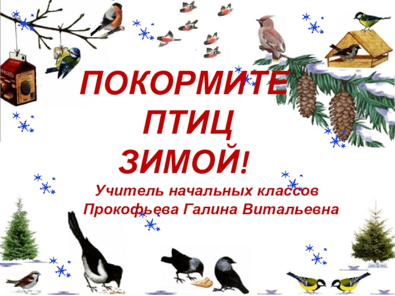 Покормите птиц зимой картинки для детского сада. Покормите птиц зимой. Накорми птиц зимой. Акция Покормите птиц зимой. Акция Покорми птиц зимой.