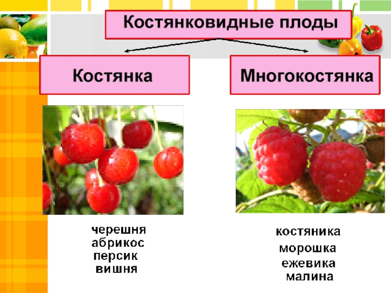 Типы сочных плодов презентация