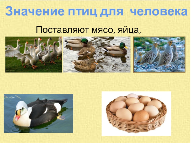 Значение птицы в питании