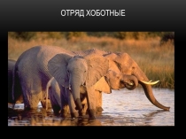 Презентации по биологии на тему Хоботные млекопитающие