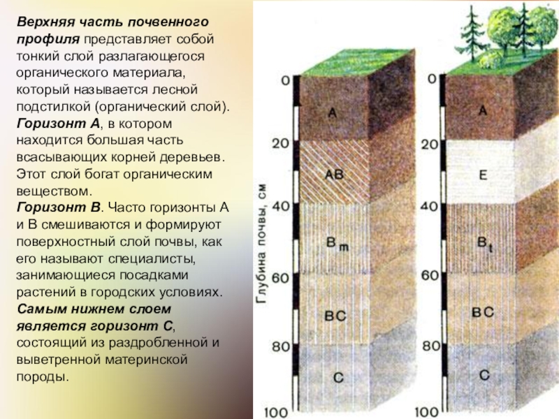 Схема почвенного горизонта