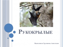 Презентация по биологии на тему Отряд Рукокрылые (7 класс)
