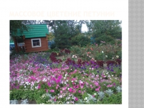 Презентация по биологии на тему Летнее дыхание лета