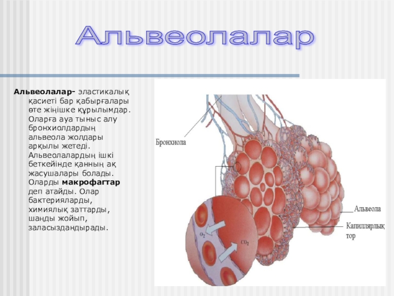 Өкпе анатомиясы презентация