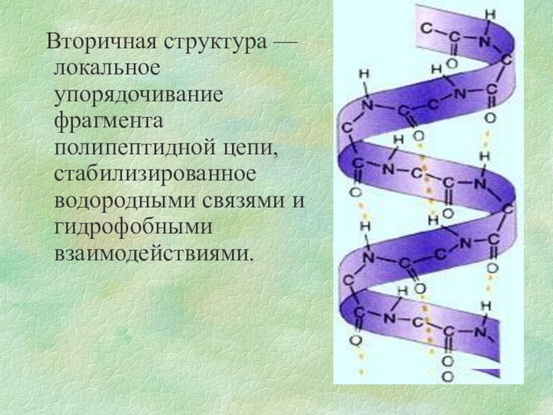 Белки соединение в цепи. Вторичная структура белка стабилизируется. Вторичная структура белка связи стабилизирующие вторичную структуру. Альфа спираль вторичной структуры. Вторичная структура белка со связями стабилизирующие.