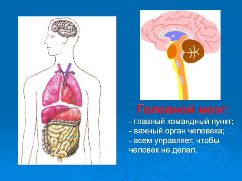 Организм человека проект