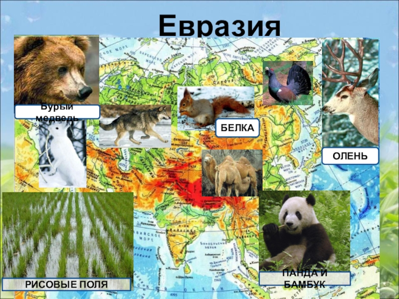 Кто живет в евразии. Животный мир Евразии. Животные материка Евразия. Животные и растения Евразии. Растительный и животный мир Евразии.