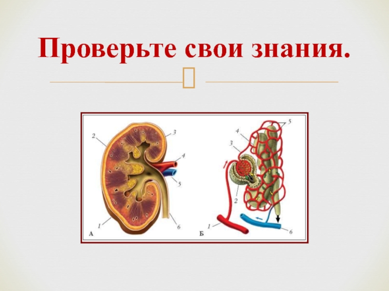 Презентация на тему выделение 8 класс биология