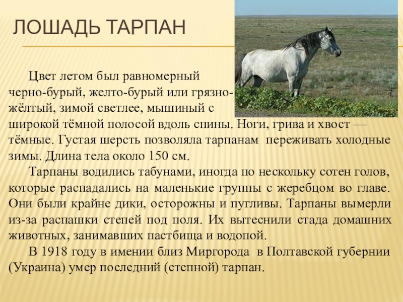 Верховой характеристика. Тарпан лошадь. Лошадь Тарпан описание. Лошадь Тарпан длина тела. Тарпан сообщение 5 класс.