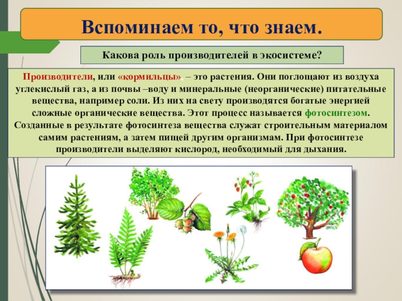 Роль в экосистеме. Кормильцы в экосистеме. Производители кормильцы это. Растения кормильцы. Кормильцы едоки мусорщики в экосистеме.