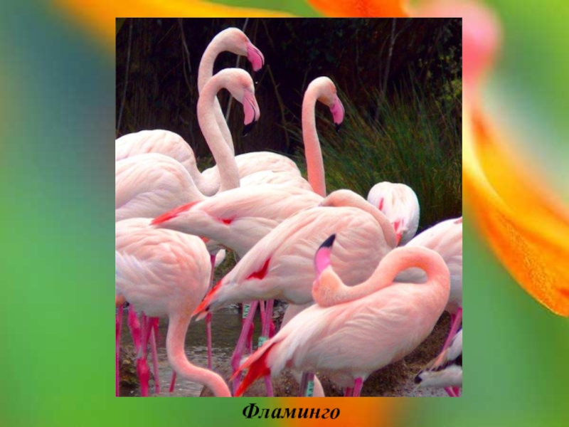 Фламинго сообщение. Фламинго презентация. Сообщение о Фламинго. Проект про Фламинго. Интересные факты о Фламинго.