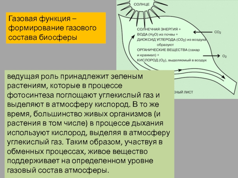 Какую роль в становлении. Газовая функция живого вещества в биосфере. Газовая функция биосферы. Газовая функция живых организмов. Газовая функция живого вещества в биосфере состоит в.