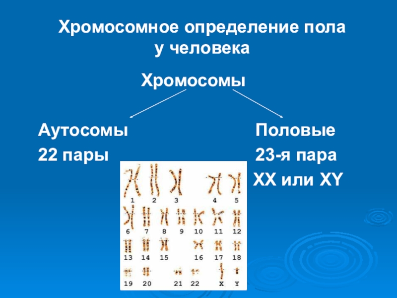 Презентация на тему генетика пола 10 класс