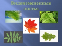 Презентация по биологии на тему Видоизмененные листья