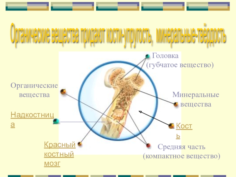 Какие вещества придают костям. Минеральные вещества придают кости. Органические вещества придают кости. Органические вещества придают костям.