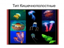 Презентация по биологии на тему Тип Кишечнополостные  7 класс