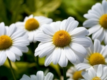 Сахароза. Свойства и применение