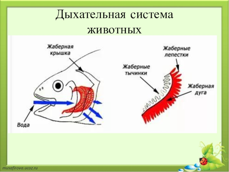 Схема дыхательная система рыб - 97 фото