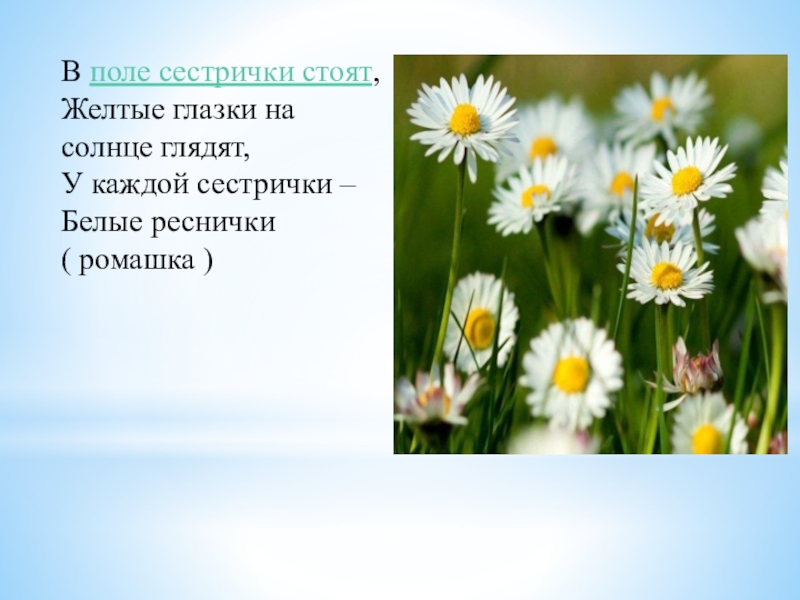 Сестрички глазок. Стоят в поле сестрички желтый глазок белые реснички. Загадка стоят в поле сестрички желтый глазок белые реснички. Загадка про ромашку. Белые реснички желтенький глазок.