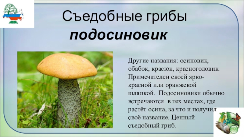 Срок жизни подосиновика составляет. О грибах 5 класс биология подосиновик. Доклад про гриб подосиновик. Сообщение о грибе подосиновике 5 класс биология. Рассказ про гриб красноголовик.