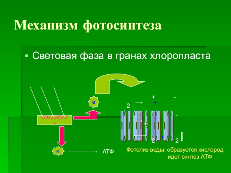 Укажите номер обозначающий на схеме этап фотосинтеза на котором происходит синтез атф