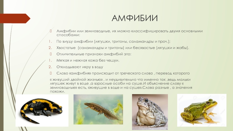 АМФИБИИАмфибии или земноводные, их можно классифицировать двумя основными способами:По виуду амфибии (лягушки, тритоны, саламандры и проч.);Хвостатые (саламандры