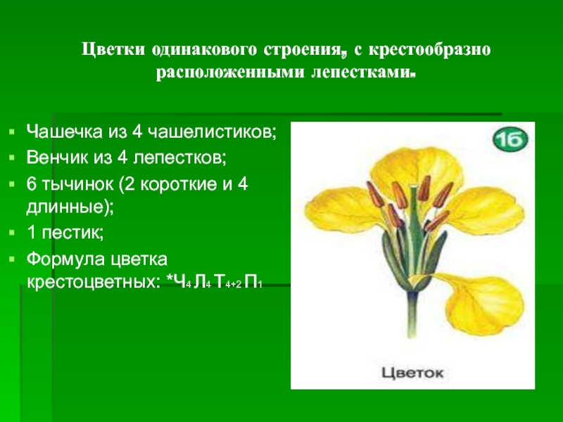 Семейство крестоцветные презентация 6 класс биология