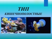Кишечнополостные