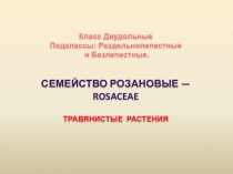 Презентация по биологии на тему Семейство Розанные, травянистые растения